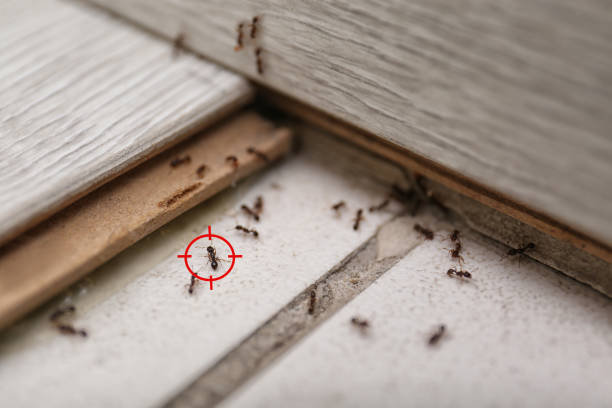 Pest Prevention Services in Spring Ridge, MD