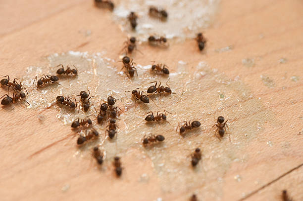 Best Pest Inspection Near Me  in Spring Ridge, MD