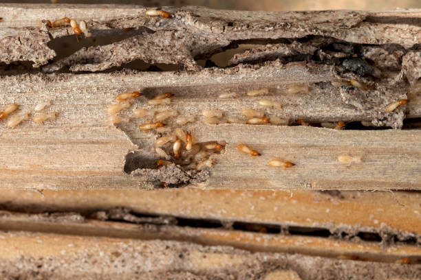 Flea Control Services in Spring Ridge, MD